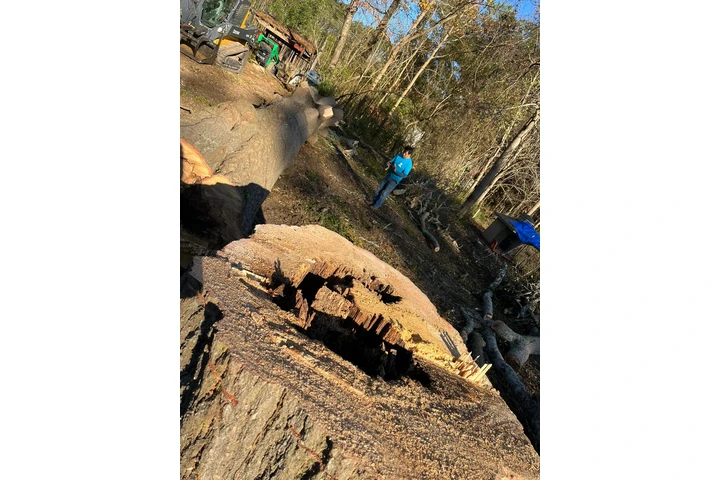 MG Tree Services LLC image 6