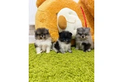 $500 : Lindos Cachorros de Pomerania thumbnail