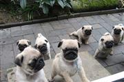 $500 : playful Pug puppies ready thumbnail