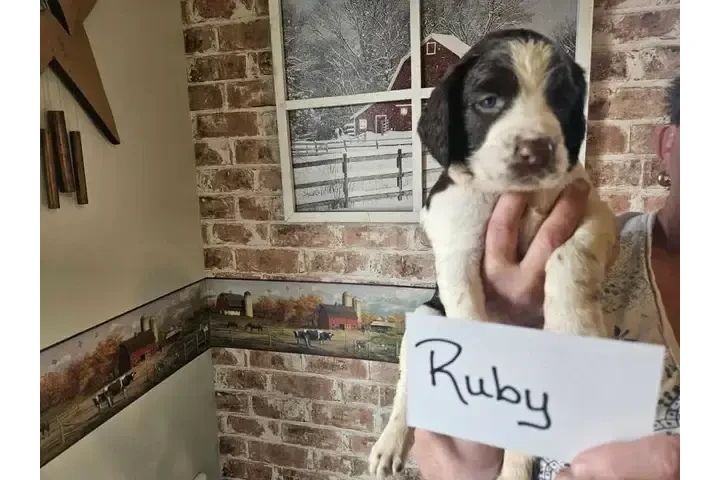 $900 : Adorable English Springer Span image 4