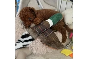 Toy poodle For sale en Jersey City