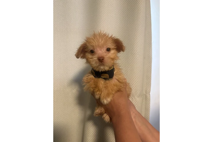 $350 : Mini boys image 1