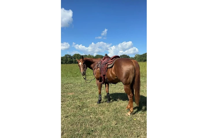 $1800 : looking for a gentle Horse image 1