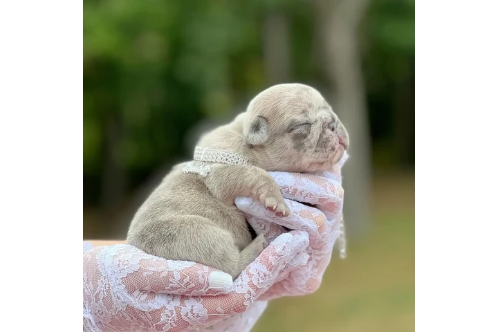 $350 : Cachorros Bulldog Francés image 2