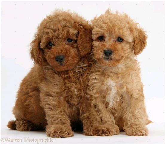 $500 : Adorables cachorros de caniche image 2