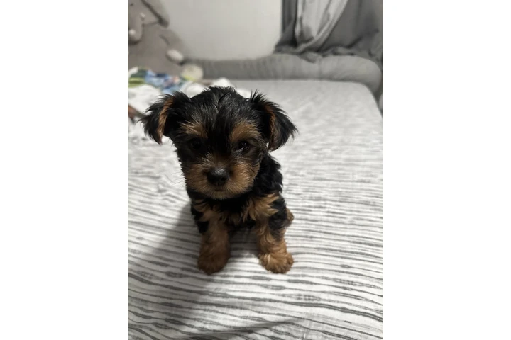 $1200 : YORKIE image 1