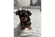 YORKIE