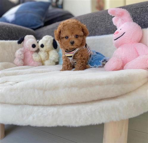 $400 : Amazing poodle puppies image 4