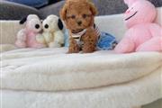 $400 : Amazing poodle puppies thumbnail