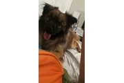 En adopción en Los Angeles