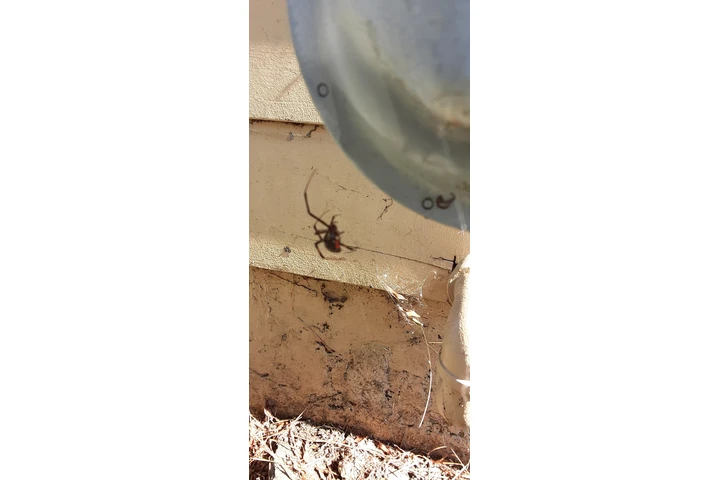 Exterminator de plagas image 4