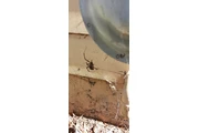 Exterminator de plagas thumbnail