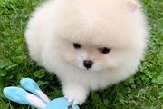 Teacup pomeranian en Silver Spring