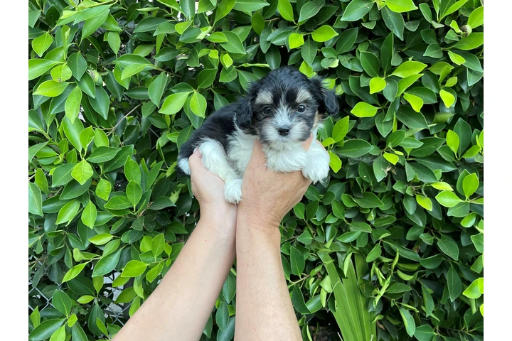$599 : Adorables MalShih puppies image 4