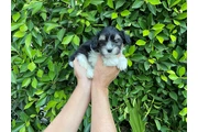 $599 : Adorables MalShih puppies thumbnail