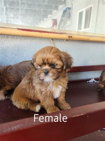 $350 : Perritos shihtzu mix Yorkie image 3