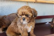 $350 : Perritos shihtzu mix Yorkie thumbnail