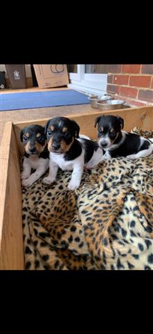 Cachorros Jack Russell image 1