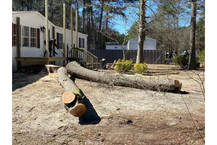 Professional Tree services image 10