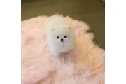 cachorros de Pomerania 🐶 en New York