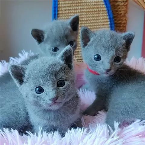 $400 : Super Russian Blue Kittens image 2