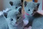 $400 : Super Russian Blue Kittens thumbnail