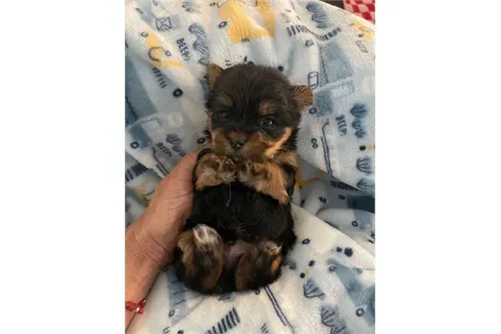 $350 : Cachorros Yorkie image 5