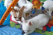 $500 : Chihuahua puppies for sale thumbnail