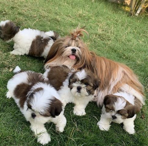 $400 : Cute shih tzu puppies image 2