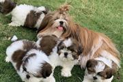 $400 : Cute shih tzu puppies thumbnail