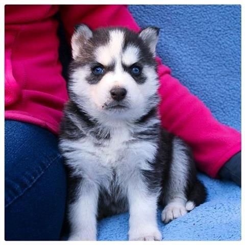 $350 : Husky puppies for sale now image 2