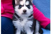 $350 : Husky puppies for sale now thumbnail