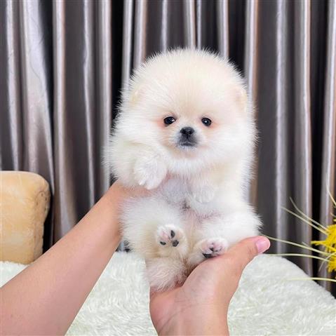 $400 : TACUP Pomeranian en venta image 2