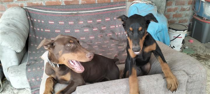 $1200 : Doberman image 1