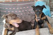 Doberman en Lima