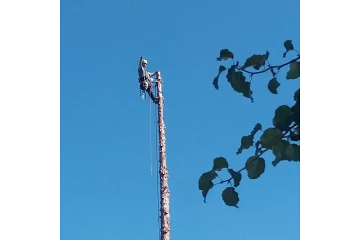 E&A Tree Service Inc. image 4