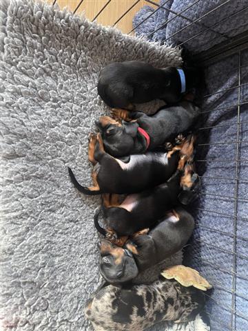 $300 : Hermoso Dachshund disponible image 2