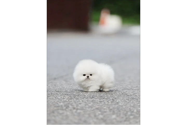 $350 : taza de té pomerania image 1