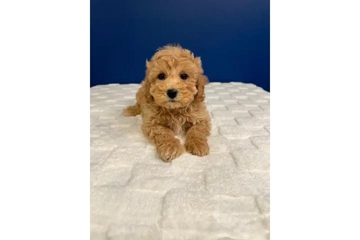 $950 : Bichon Poo Puppies image 8