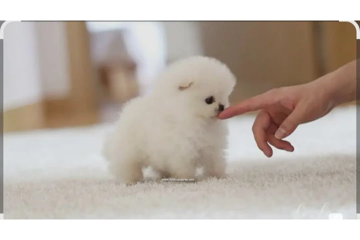 $200 : Maltese puppy image 2