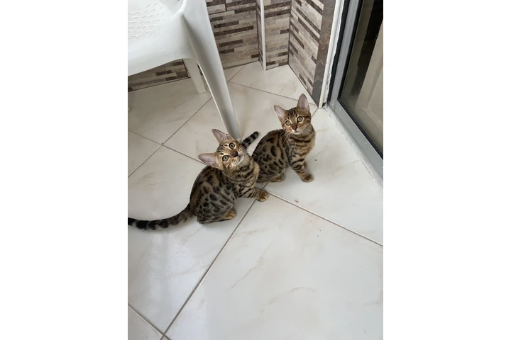 $3000000 : Raza Gato Bengali Hermosos image 2