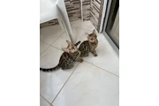 $3000000 : Raza Gato Bengali Hermosos thumbnail