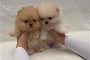 Teacup Pomeranian puppies 🐶