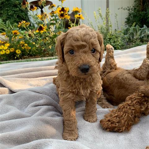 $800 : MINI DOODLE PUPPY AVAILABLE image 5