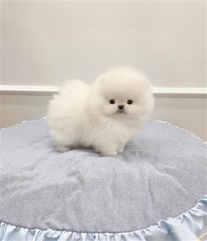 $250 : Pomeranian puppies image 2
