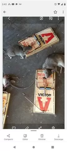 Wenceslao pest control image 2