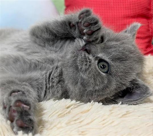 $310 : Gray British Shorthair Kittens image 2