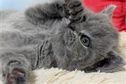 $310 : Gray British Shorthair Kittens thumbnail