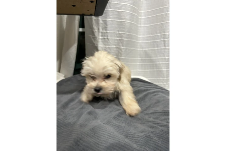 $500 : Maltipoo image 7
