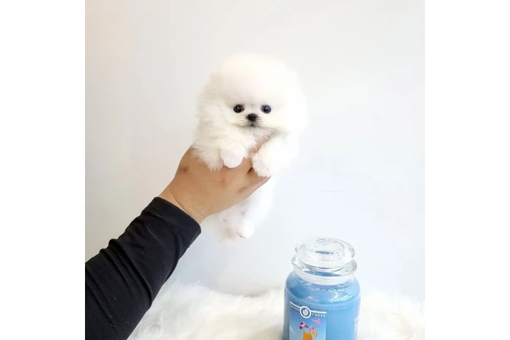 $300 : Teacup Chihuahua puppies image 2